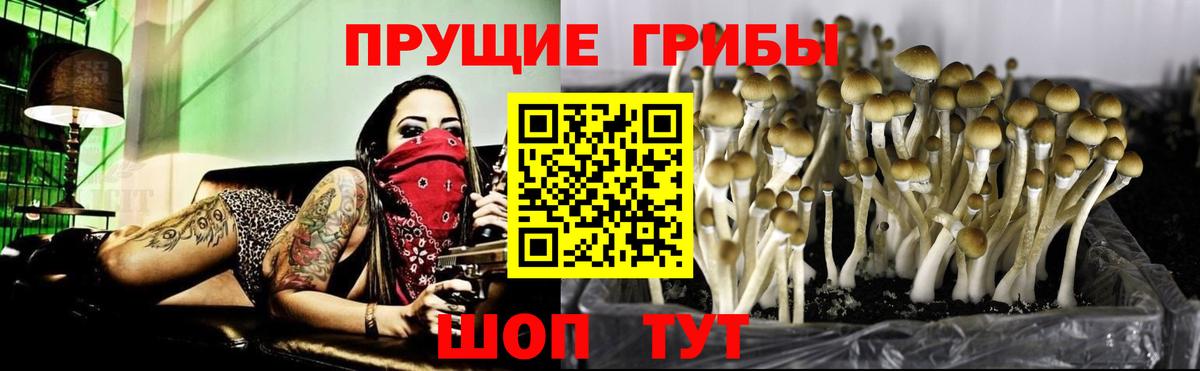 Псилоцибиновые грибы GOLDEN TEACHER Кубинка